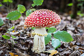 Amazing Amanita muscaria in forest