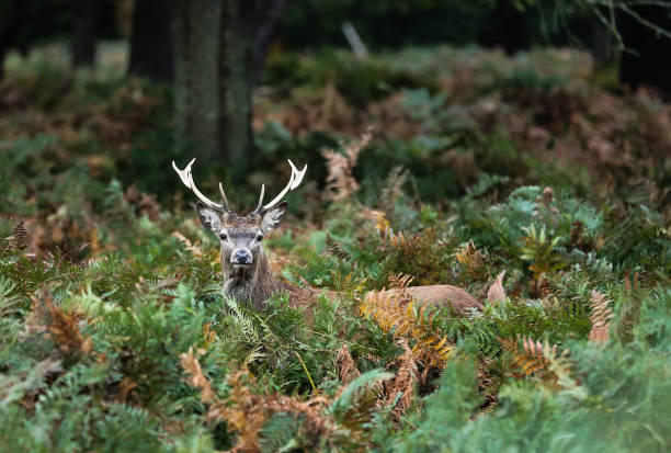 Red Deer Stag I found this Red Deer Stag deep in the Autumn heath during The Rut richmond park stock pictures, royalty-free photos & images