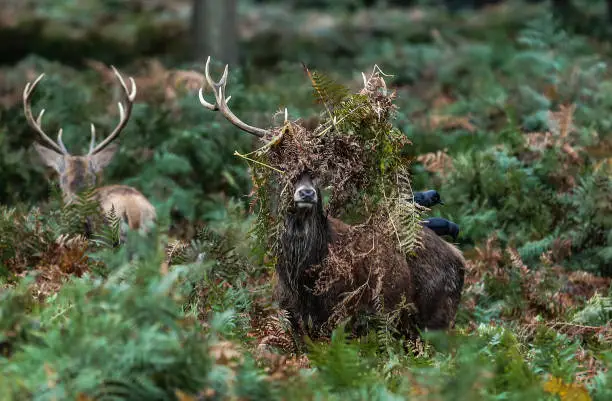 Photo of Two Red Deer Stag, one unusual hairstyle