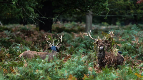 istock Two Red Deer Stag, one unusual hairstyle 860384994