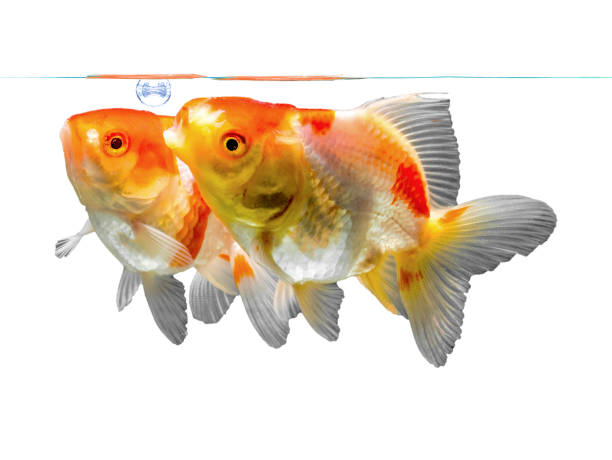 istock The double goldfish in motion. Isolated on white background with clipping path 860388738