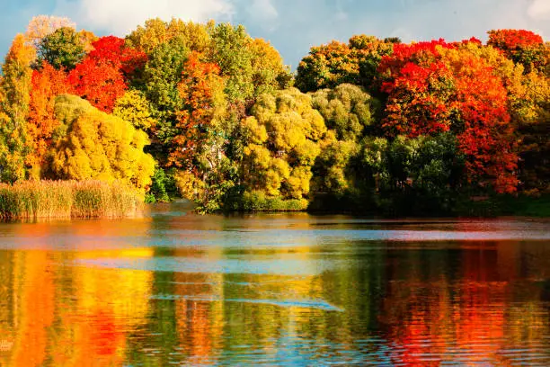 Beautiful autumn park with colourful leaves, trees and water. Autumn Landscape.Park in Autumn. Forest in October"n