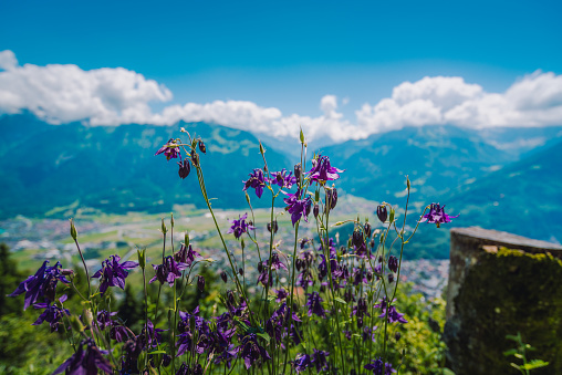 beautiful purple flower on the Harder Kulm with view of Interlaken valley on background, Switzerland