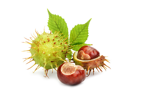 Chestnuts with leaves on white background. An isolated object. Autumn.