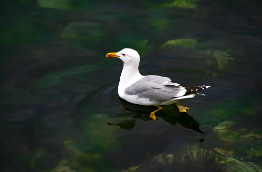 Horizontal closeup photo of a Seagull with bright red legs, feet and beak, standing on the rocky foreshore with breaking ocean waves in the background at Byron Bay, north coast NSW in Winter.