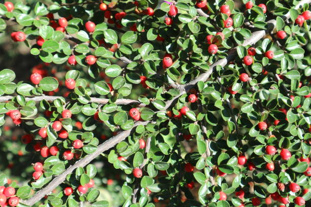 Cotoneaster horizontalis red berries on a sunny day. Cotoneaster horizontalis red berries on a sunny day. cotoneaster horizontalis stock pictures, royalty-free photos & images