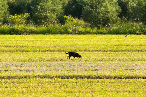 istock Dog out in the nature. A bucolic scenery. 860404010