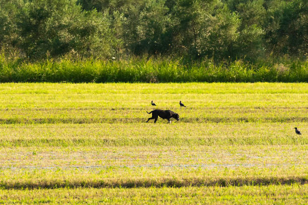 istock Bucolic scenery with a dog out in a farm. 860404276