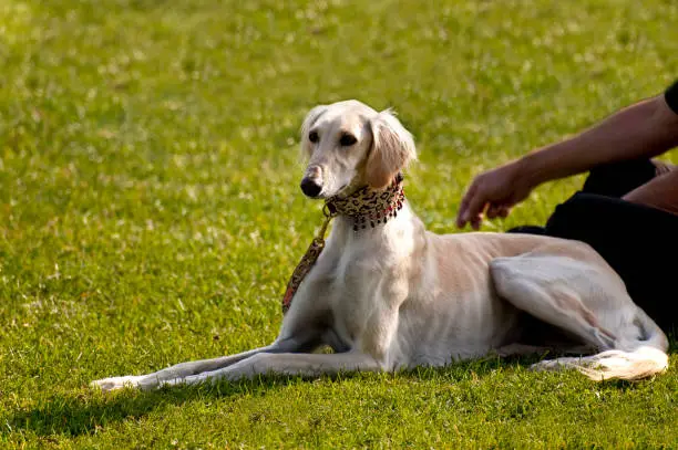 scene on a dog meeting sept. 2009 in kiel, germany