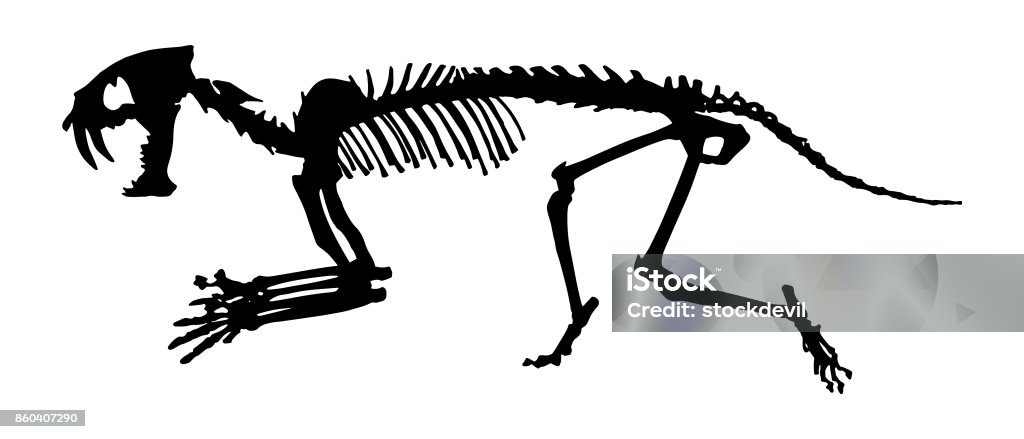 Ilustración de Esqueleto Del Tigre Dientes De Sable Vector De La Silueta Vista Lateral y más Vectores Libres de Derechos de Esqueleto de animal - iStock Ilustración de Esqueleto Del Tigre Dientes De Sable Vector De La Silueta Vista Lateral y más Vectores Libres de Derechos de Esqueleto de animal - iStock