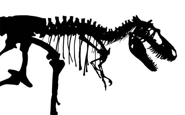 t-レックスの骨格。シルエット ベクトル。横から見た図 - 恐竜　骨点のイラスト素材／クリップアート素材／マンガ素材／アイコン素材
