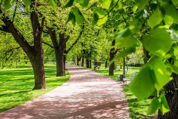 istock Park in the spring with green lawn, sun light. Stone pathway in a green park 860414312