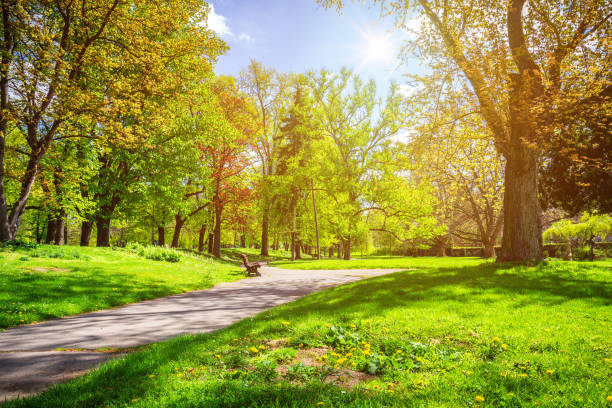 istock Park in the spring with green lawn, sun light. Stone pathway in a green park 860414366