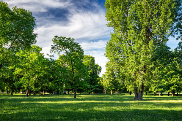 zona verde con césped y árboles en una ciudad - woods forest tree tree area fotografías e imágenes de stock