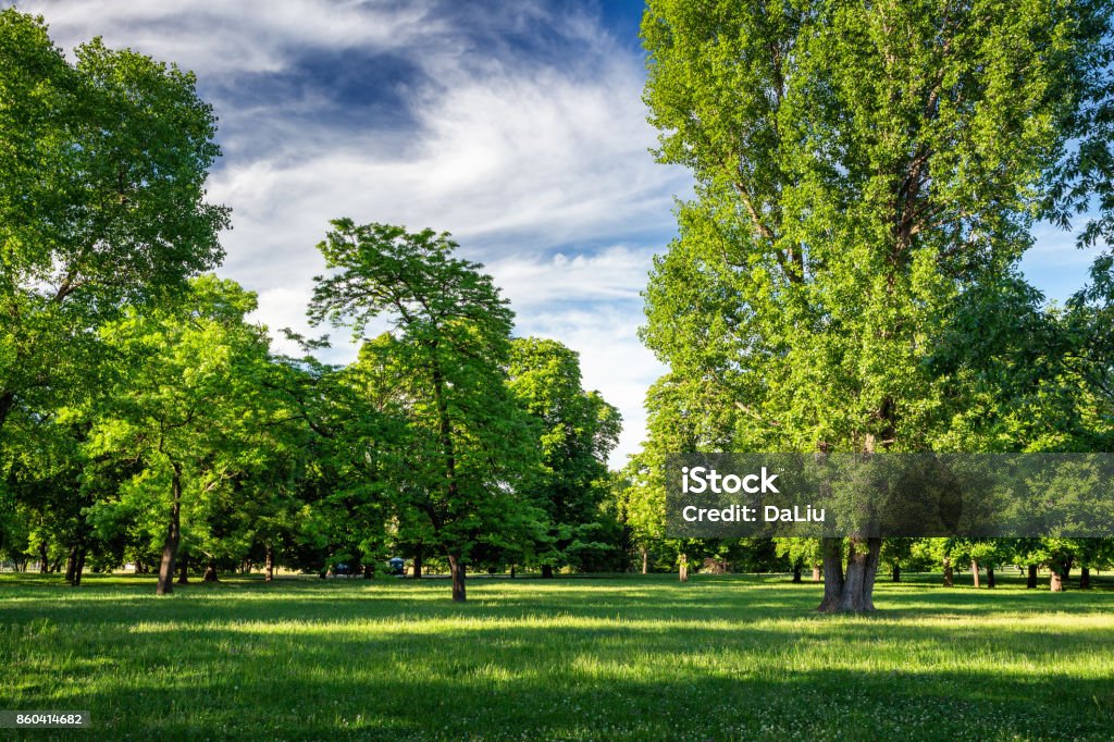 Green park with lawn and trees in a city Tree Stock Photo