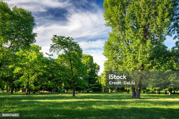 Green Park With Lawn And Trees In A City Stock Photo - Download Image Now - Tree, City, Public Park