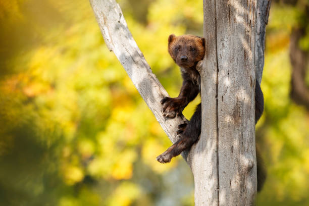 величественный росомаха висят на дереве перед красочным фоном - wolverine endangered species wildlife animal стоковые ф�ото и изображения