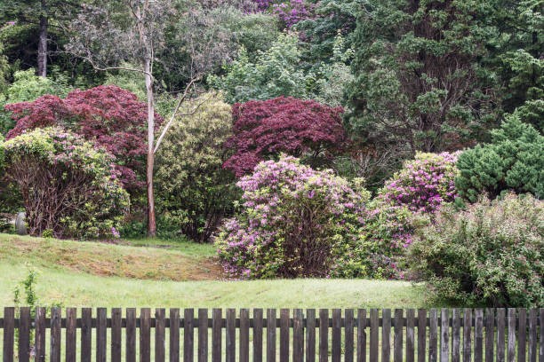 istock flowers in a Scottish house garden 860419870