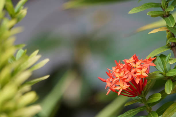 istock Orange and red cluster of flowers. 860420934