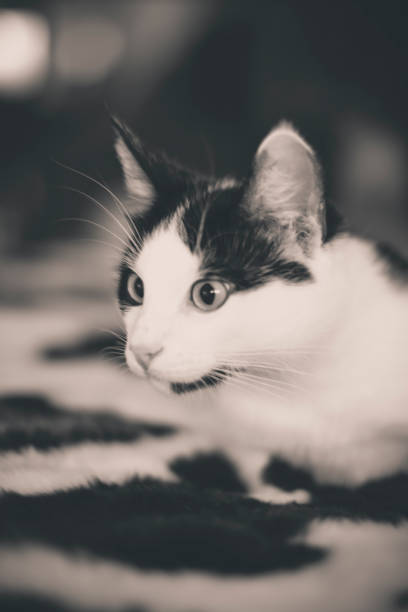 istock Black and white kitten with green eyes, warm toned picture 860423256
