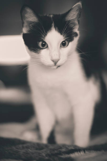 istock Black and white kitten with green eyes, warm toned picture 860423276