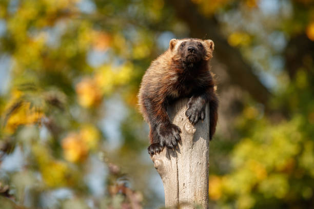 величественный росомаха висят на дереве перед красочным фоном - wolverine endangered species wildlife animal стоковые фото и изображения