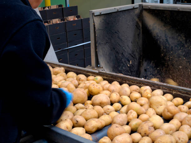 istock Sorting and packing vegetables in the wholesale 860432966