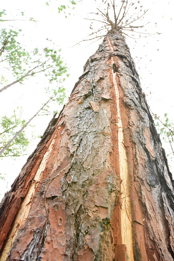 Exploding Pine Tree Risk Pine Trees Exploded Bark Due To Lightning Strike Stock Photo - Download ...