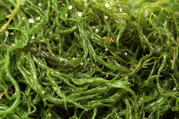 istock Fresh green seaweed   background 860435784