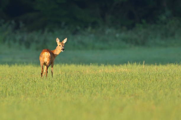 istock Roe deer male on the magical green grassland 860435978