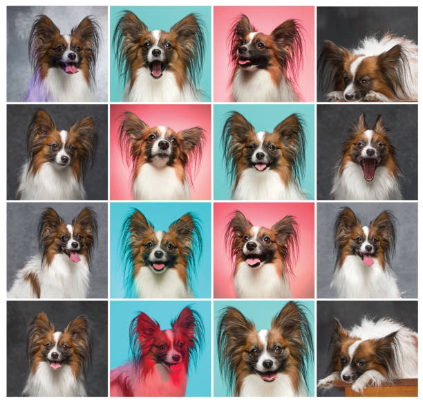 istock Studio portrait of a small yawning puppy Papillon 860436610