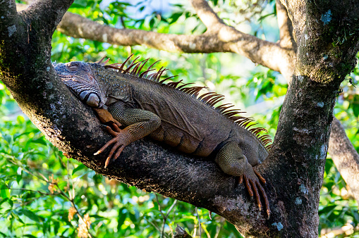 Orange colored Iguana resting in a tree near Tempisque river - Muelle de San carlos, Costa Rica