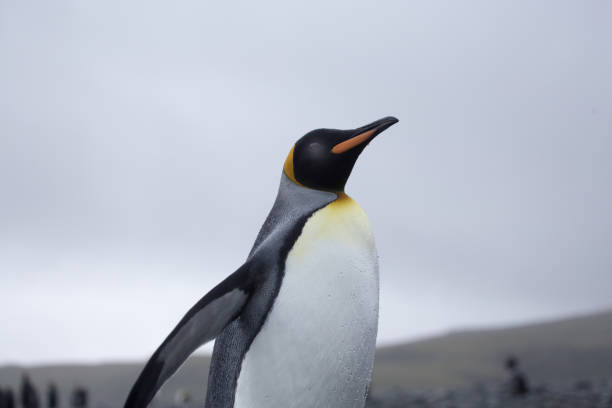 istock A king Penguin at Salisbury Plain, South Georgia 860437064