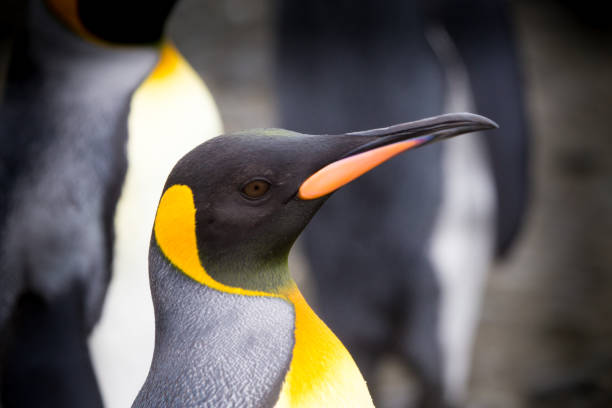 istock A king Penguin at Salisbury Plain, South Georgia 860437086