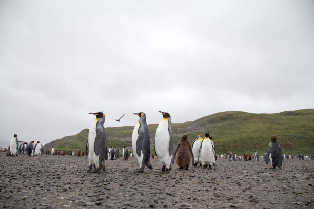istock King Penguins walking at Salisbury Plain, South Geogia. 860439126