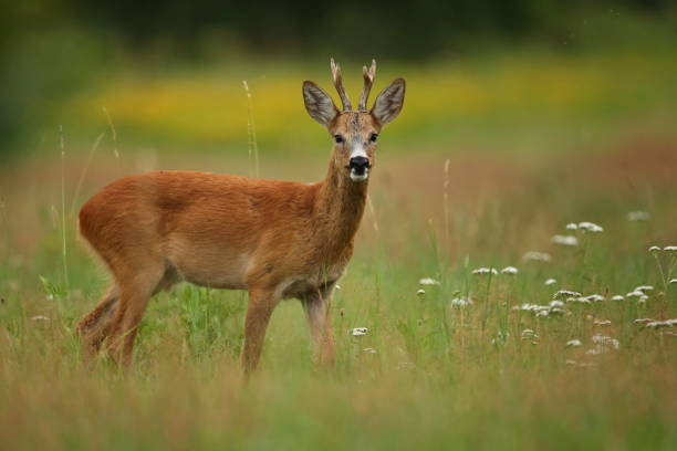 istock Roe deer male on the magical green grassland 860439136