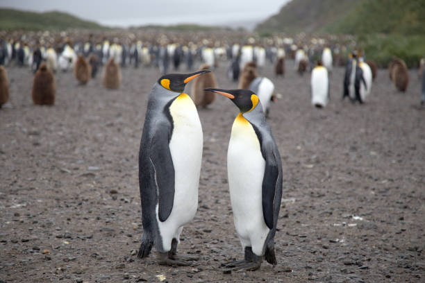 istock King Penguins at Salisbury Plain, South Geogia. 860439286