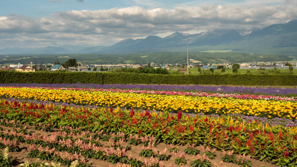 Lavender Fields in Hokkaido stock photo