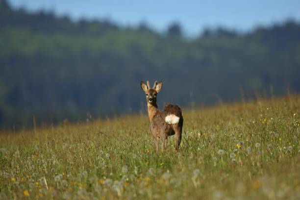istock Roe deer male on the magical green grassland 860439340
