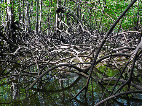 Pacific Mangrove forest in Corcovado National Park - Costa Rica