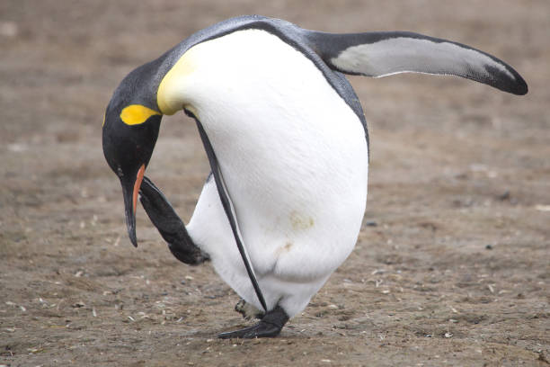 istock A king Penguin scratching at Salisbury Plain, South Georgia 860439414