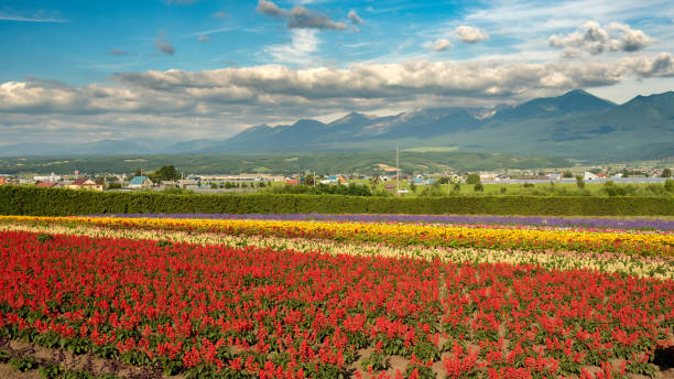 Hokkaido Flower Field stock photo