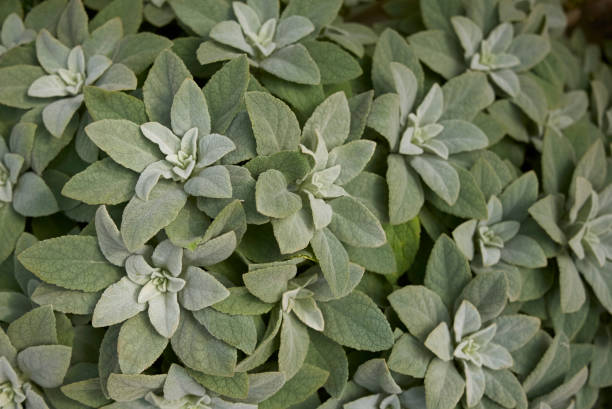 istock Verbascum dumulosum 860439504