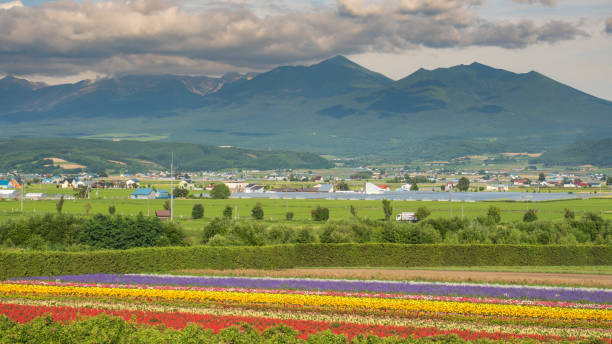 Hokkaido Flower Field stock photo