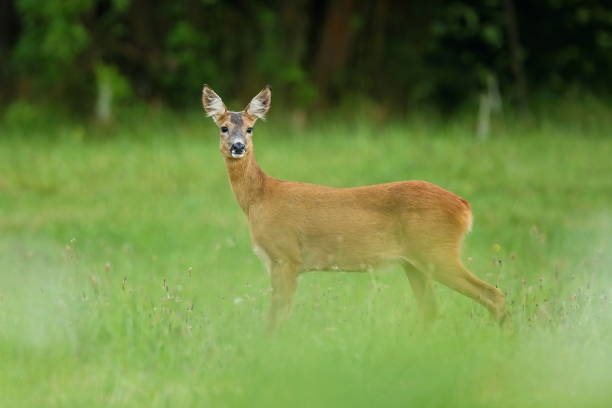 istock Roe deer male on the magical green grassland 860439688