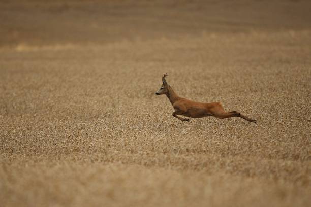 istock Roe deer male on the magical green grassland 860439996