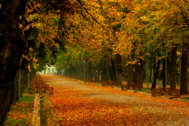 Alley in the park covered with autumn leafs