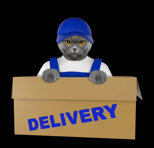 Mail cat in a very big moving box. Isolated on black background