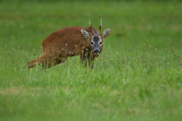 istock Roe deer male on the magical green grassland 860440094