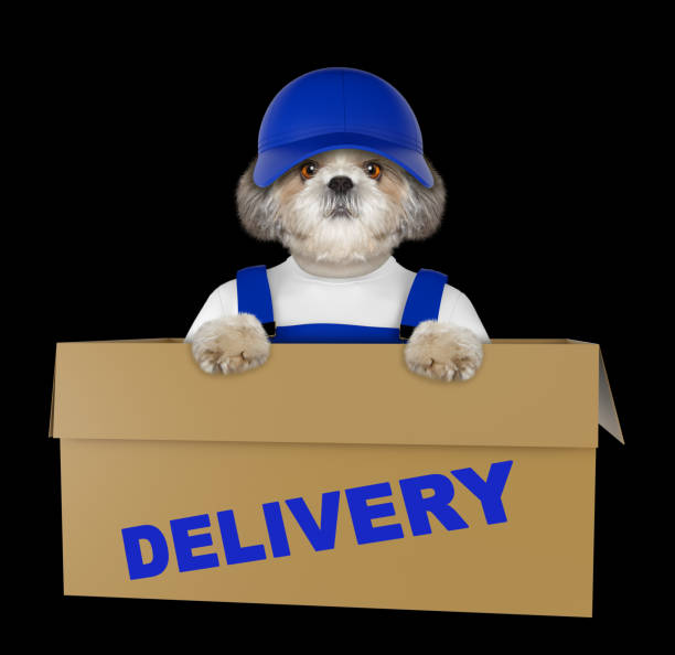 istock Mail shitzu dog in a very big moving box. Isolated on black 860440182